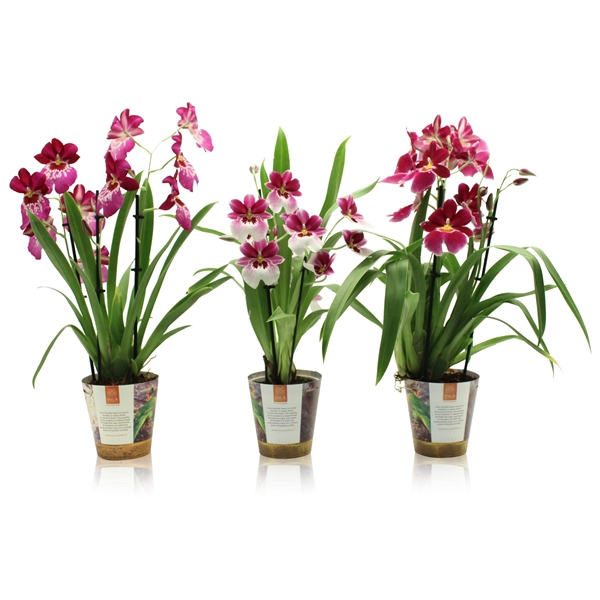 <h4>Inca Miltoniopsis Magenta 3 spike in Jungle cover</h4>