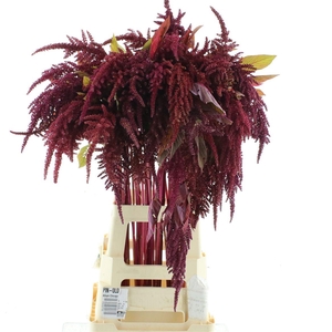Amaranthus Cruentus Velvet