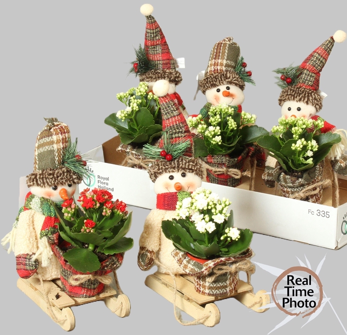 <h4>ARR KAMERPL</h4>