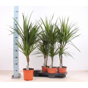 DRA MARGINATA