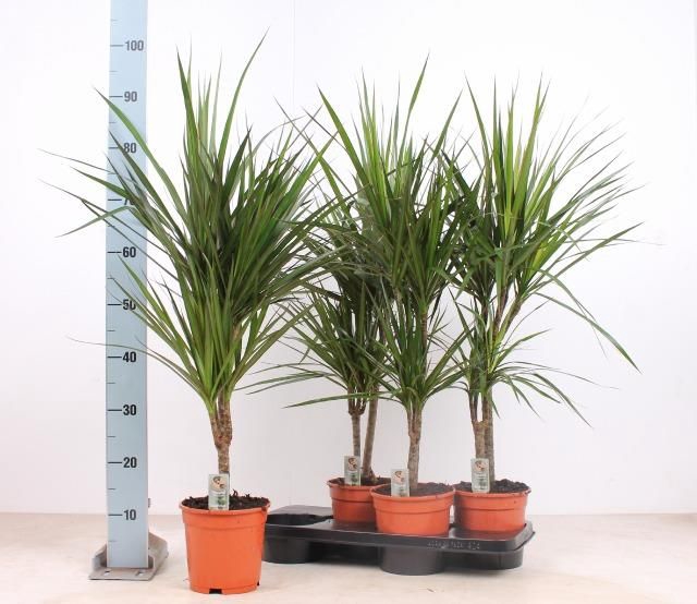 <h4>DRA MARGINATA</h4>