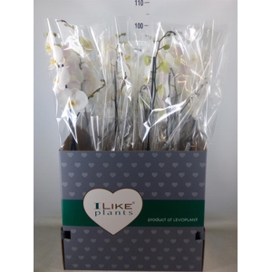 Phalaenopsis   ...white