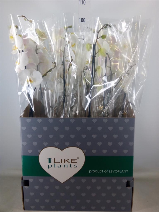 <h4>Phalaenopsis   ...white</h4>