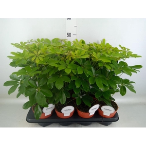 Schefflera arbor. 'Nora'