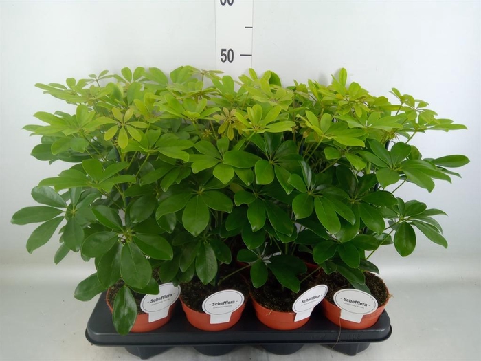 <h4>Schefflera arbor. 'Nora'</h4>