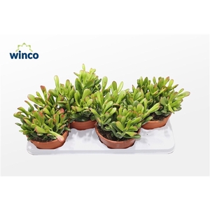 Crassula Hobbit-sunset