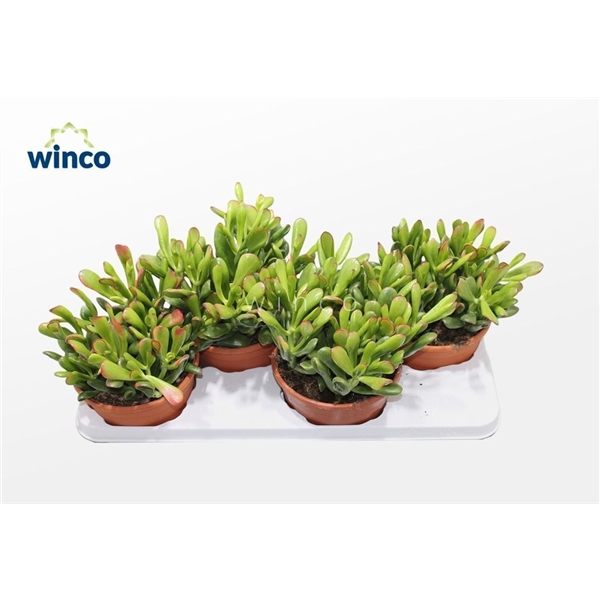 <h4>Crassula Hobbit-sunset</h4>