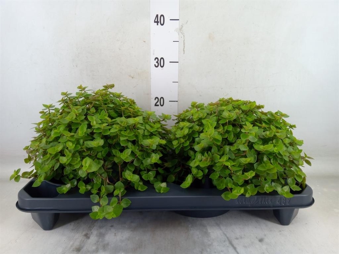 <h4>Callisia repens</h4>