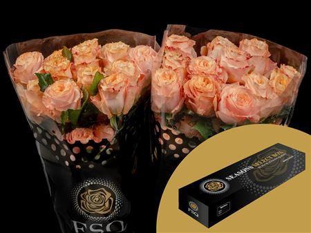 <h4>R Gr Gar Princess Crown Box</h4>