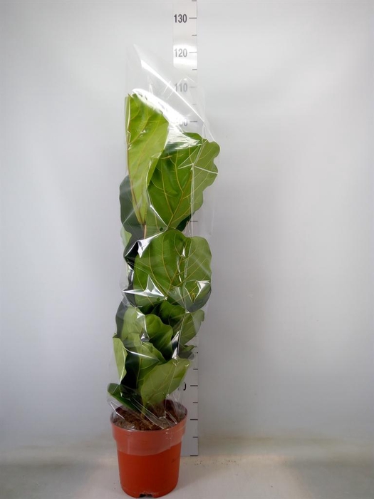<h4>Ficus lyrata</h4>