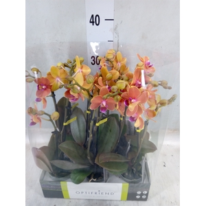 Phalaenopsis multi.   ...orange
