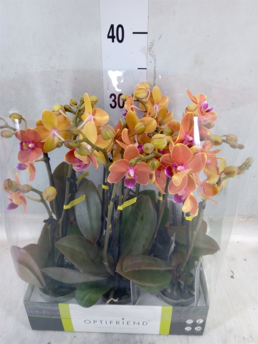 <h4>Phalaenopsis multi.   ...orange</h4>