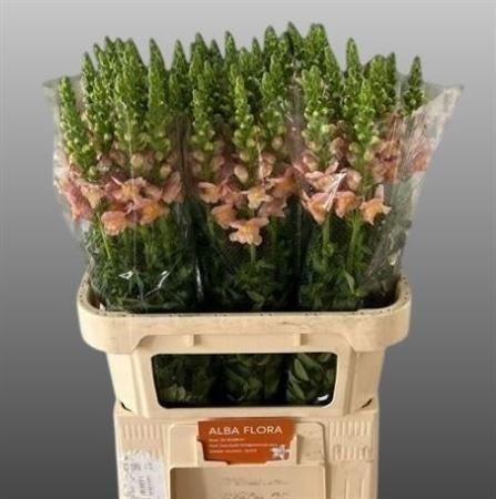 <h4>Antir Toulon Apricot</h4>