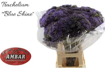 <h4>Trach Blue Shine</h4>