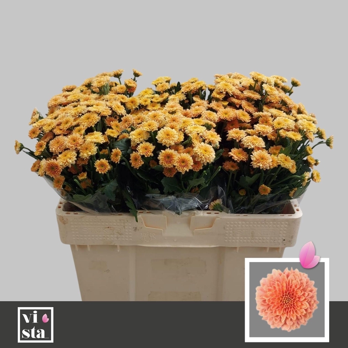 <h4>CHR S MILLER SMOKEY</h4>