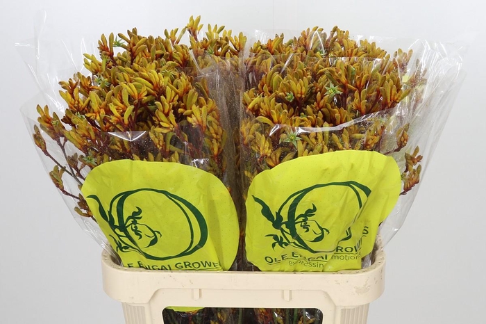 <h4>Anigozanthos Orange Velvet</h4>