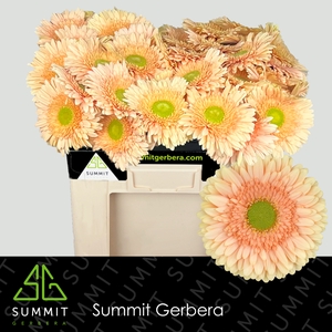 Gerbera Carlita Water