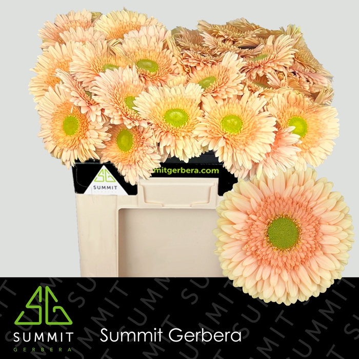 <h4>Gerbera Carlita Water</h4>