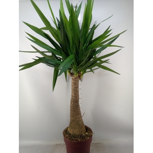 Yucca elephantipes   ...