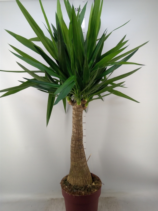 <h4>Yucca elephantipes   ...</h4>