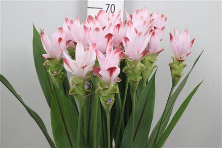 <h4>Curc Al Siam Sunrise</h4>