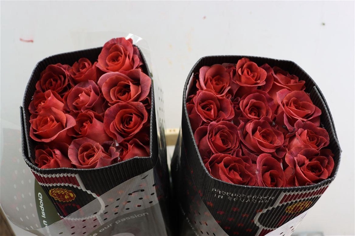 <h4>R Gr Razzmatazz</h4>