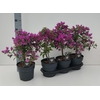 Bougainv Alexandra
