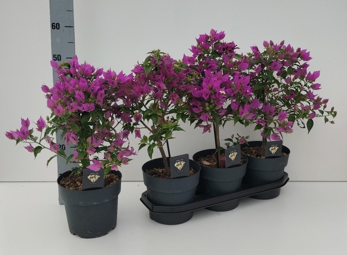 Bougainv Alexandra
