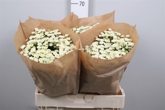 <h4>Tana Pa Rio</h4>