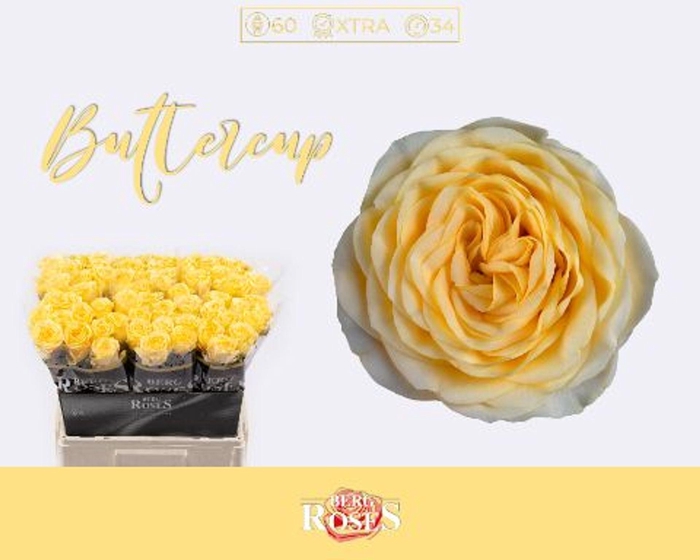 <h4>Rosa GR 'Buttercup'</h4>