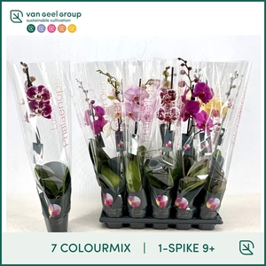 1-tak 9+ 65cm 7 Colourmix