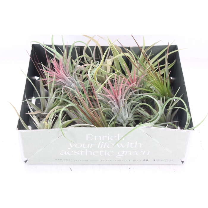 <h4>Arr3 Cp - Till. Doos Mix X20</h4>