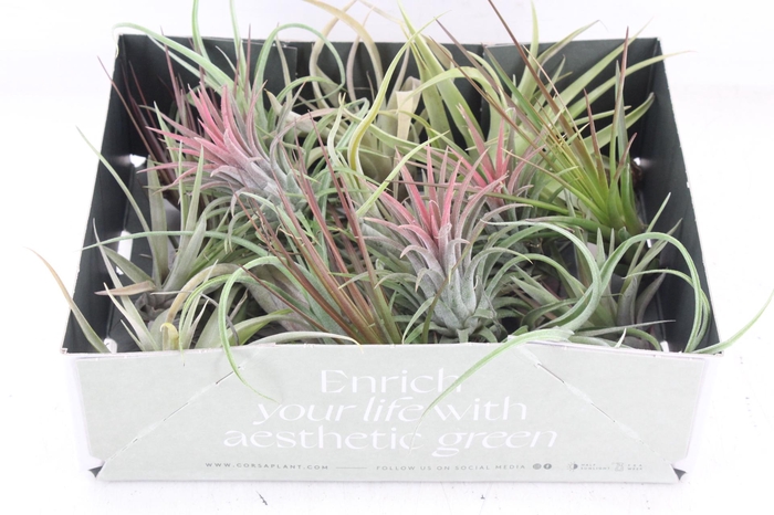 <h4>arr3 CP - Till. Doos mix x20</h4>