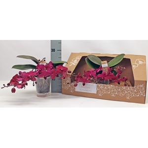 PHAL OV ROOD