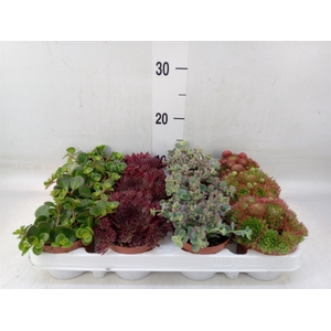 Sempervivum   ...mix