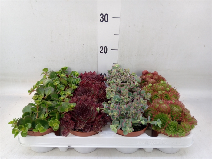 <h4>Sempervivum   ...mix</h4>