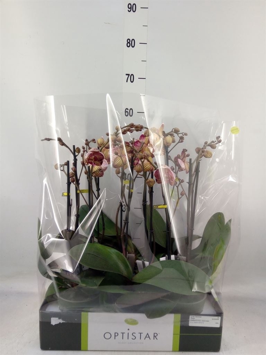 <h4>Phalaenopsis   ...red</h4>