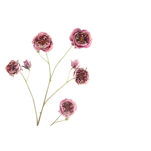 Rosa Spray Pink Lavender