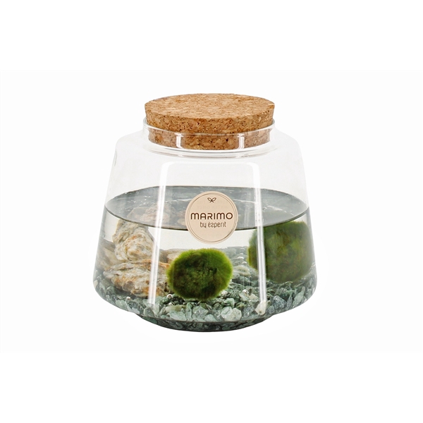 90564: Marimo arrangement