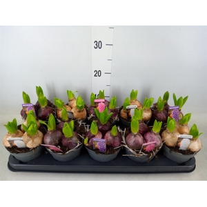 Hyacinthus orie. 'Pearl White'