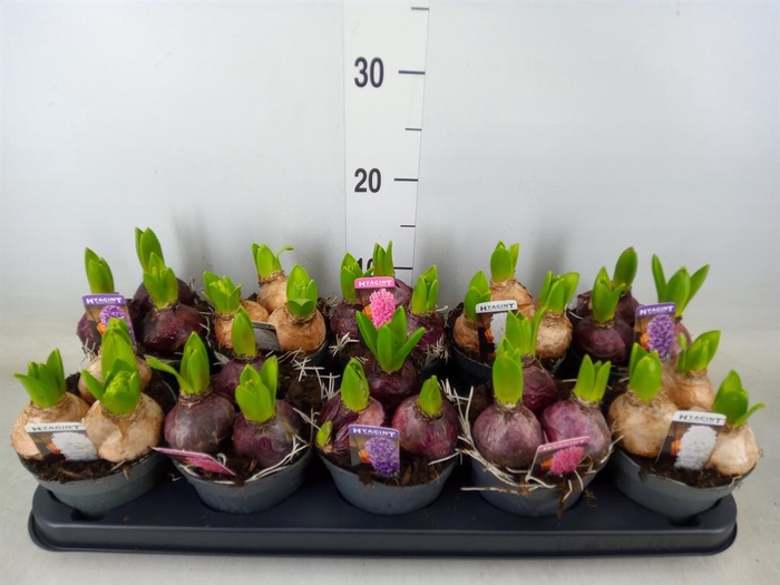 <h4>Hyacinthus orie. 'Pearl White'</h4>