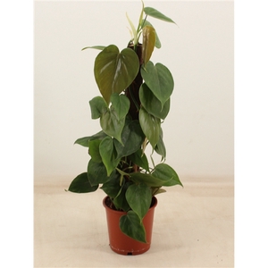 PHILODENDRON SCANDENS kratiste klimstok 50CM