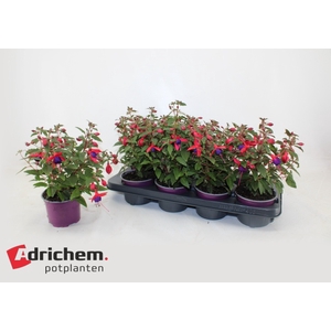 FUCHSIA B F MARIA