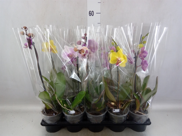 <h4>Phalaenopsis   ...mix</h4>
