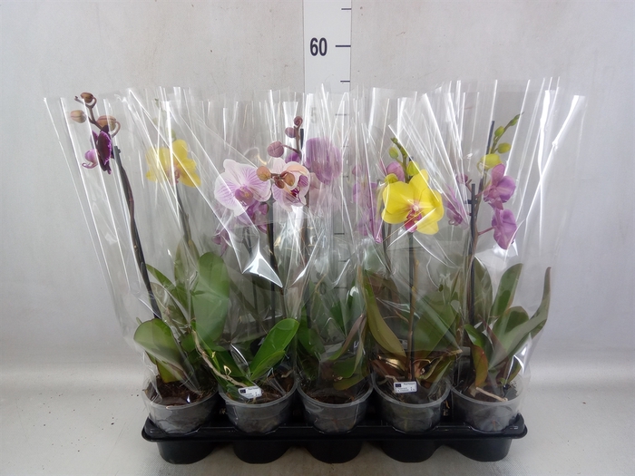 Phalaenopsis   ...mix