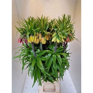 Fritillaria Imperialis Gemengd