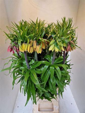 <h4>Fritillaria Imperialis Gemengd</h4>