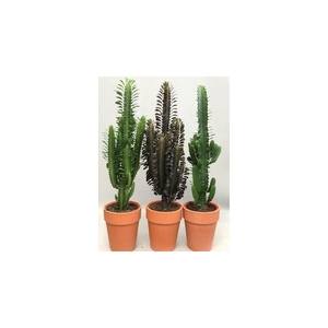 Euphorbia Desert mix stenen pot