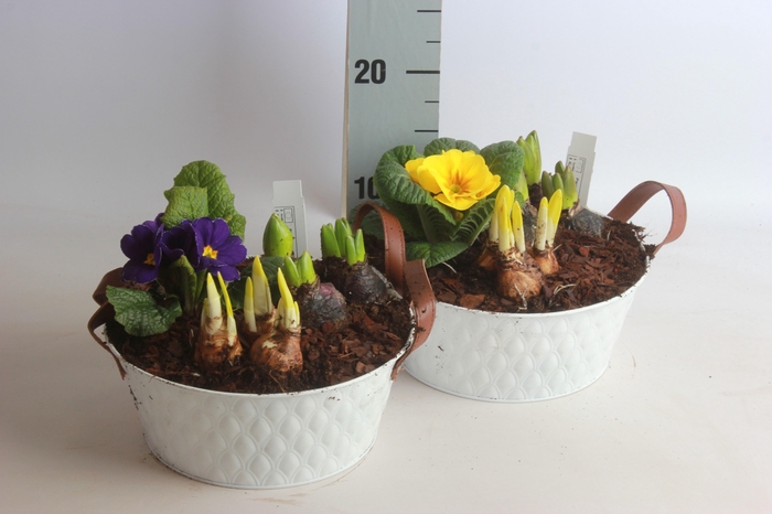 <h4>ARR TUINPLANTEN</h4>