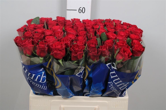 <h4>R Gr Red Tacazzi+</h4>